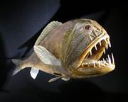 Саблезуб обыкновенный (лат. Anoplogaster cornuta) (англ. Fangtooth fish)